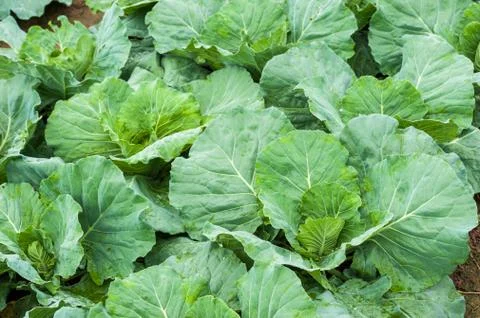 Cabbage Stock Photos