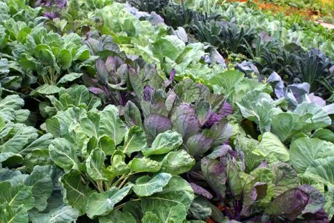 Cabbage Stock Photos