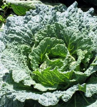 Cabbage Stock Photos