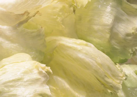 Cabbage Stock Photos