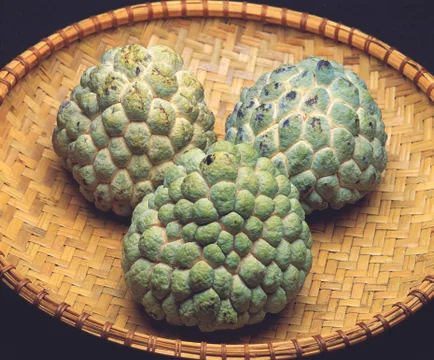 Cabbage Stock Photos