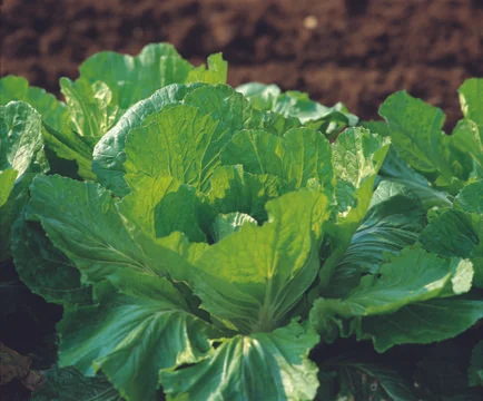 Cabbage Stock Photos