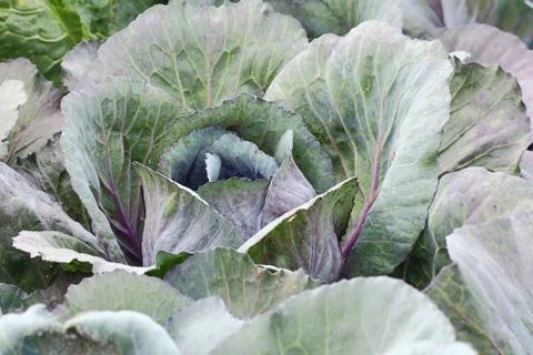 Cabbage Stock Photos
