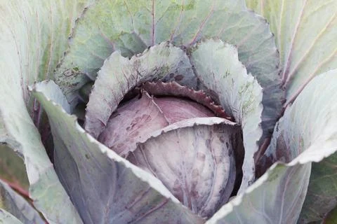 Cabbage Stock Photos