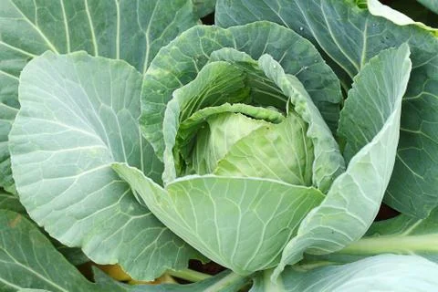Cabbage Stock Photos