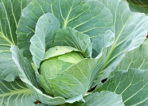 Cabbage Stock Photos