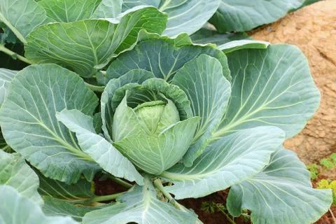 Cabbage Stock Photos