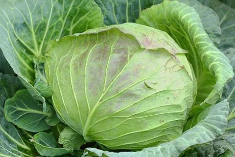Cabbage Stock Photos