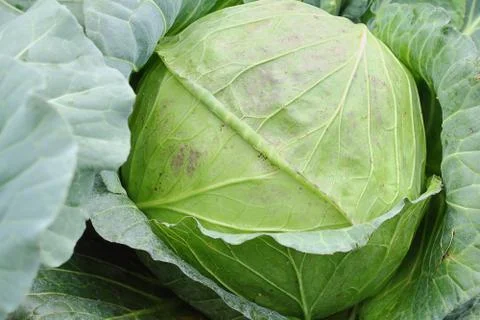 Cabbage Stock Photos
