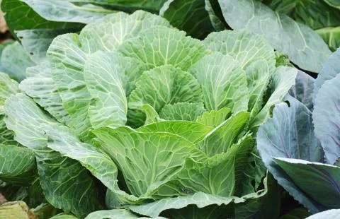 Cabbage Stock Photos