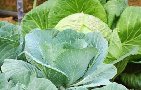 Cabbage Stock Photos