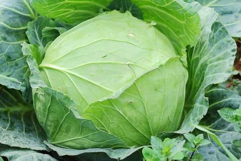 Cabbage Stock Photos