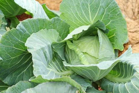 Cabbage Stock Photos