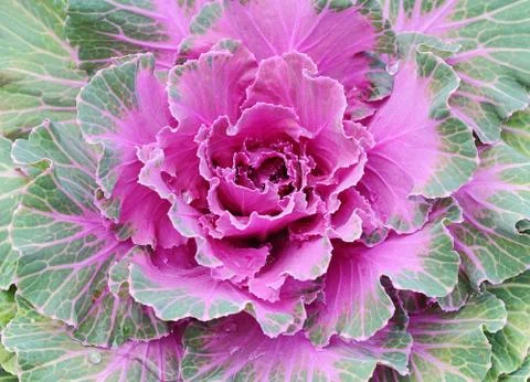 Cabbage Stock Photos