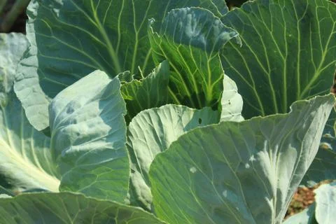 Cabbage Stock Photos