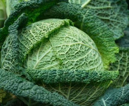 Cabbage Stock Photos