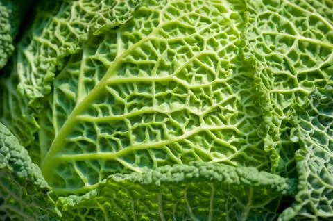 Cabbage Stock Photos