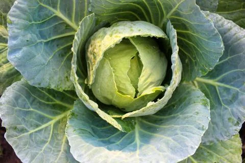 Cabbage. Foto stock