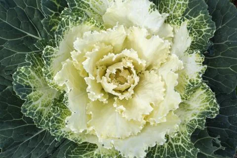 Cabbage Stock Photos