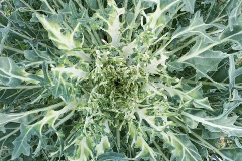 Cabbage Stock Photos