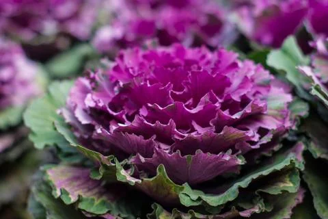 Cabbage Stock Photos