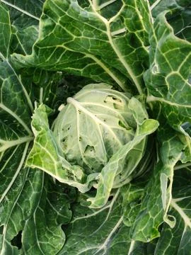 Cabbage 写真素材