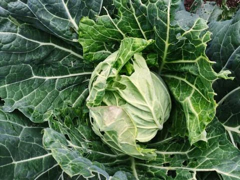 Cabbage 写真素材