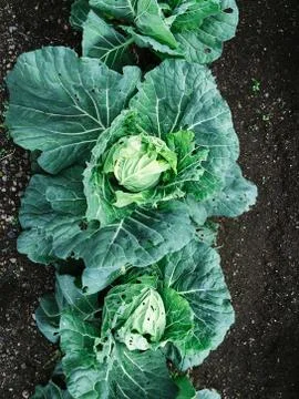 Cabbage 写真素材