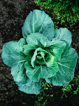 Cabbage 写真素材