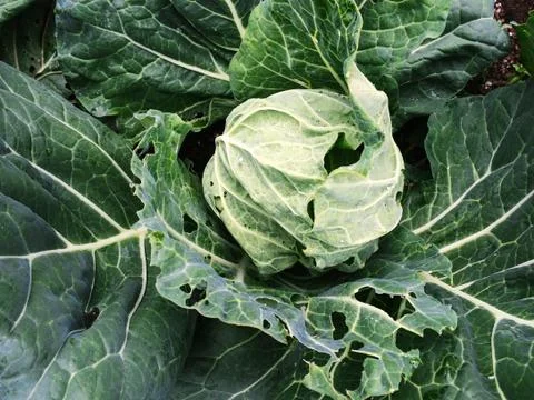 Cabbage 写真素材