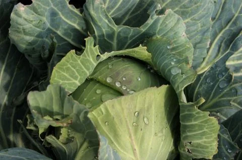 Cabbage Stock Photos