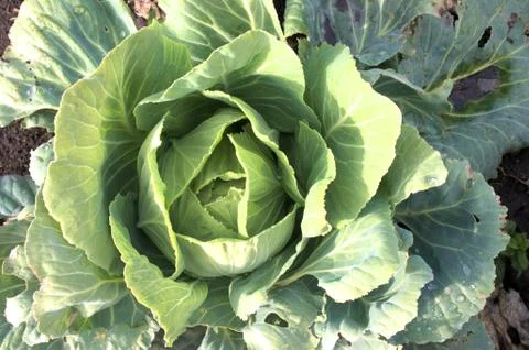 Cabbage Stock Photos