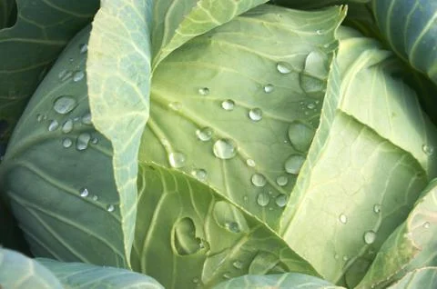 Cabbage Stock Photos