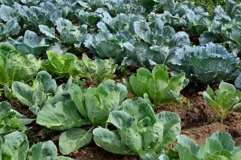 Cabbage Stock Photos
