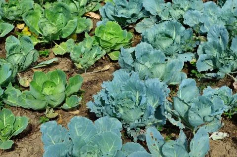 Cabbage Stock Photos