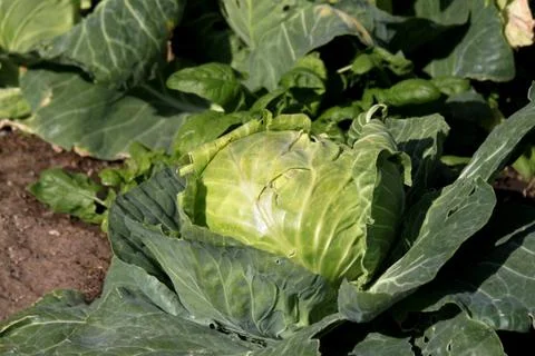 Cabbage Stock Photos