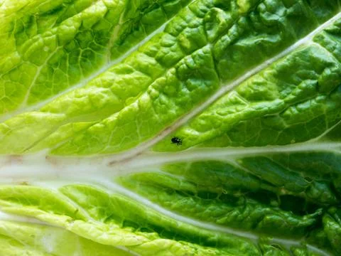 Cabbage. Stock-Fotos