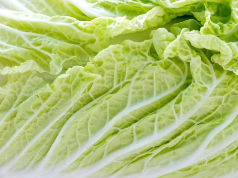 Cabbage. Stock Photos