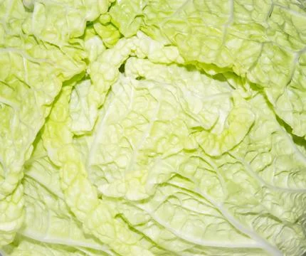 Cabbage. Stock Photos