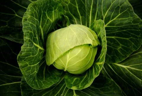 Cabbage 스톡 사진