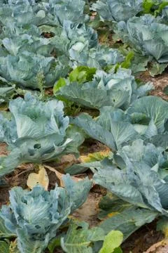 Cabbage Stock Photos