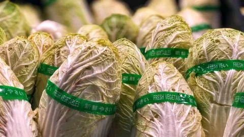 Cabbage 写真素材