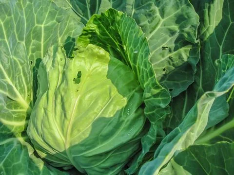 Cabbage Stock Photos