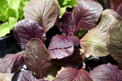 Cabbage Stock Photos