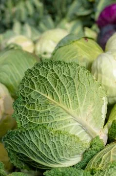 Cabbage Stock Photos