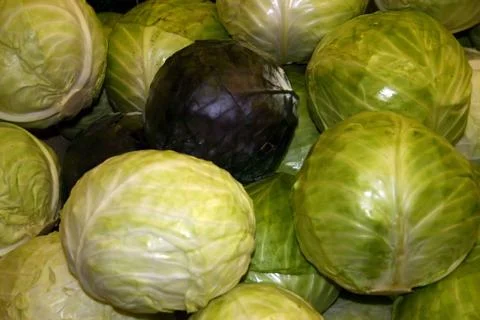 Cabbage Stock Photos