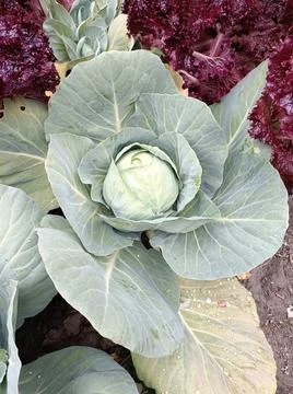 Cabbage Stock Photos