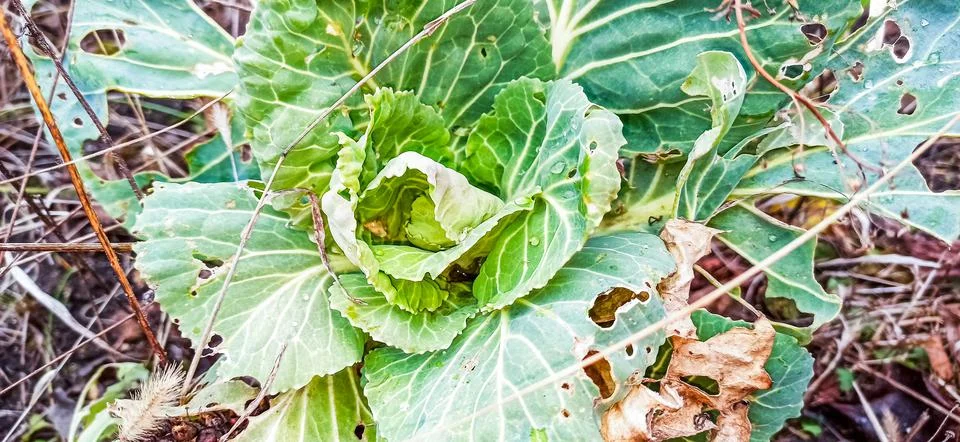 Cabbage Foto stock