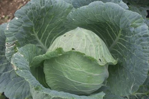 Cabbage Foto stock