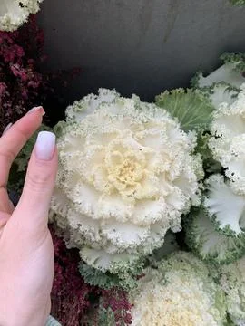 Cabbage Stock Photos